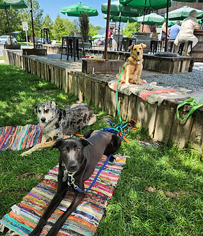 dogs settling in public