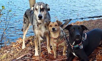 hiking with dogs