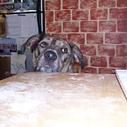 dog minding manners