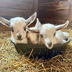 three baby goats in a feed tub