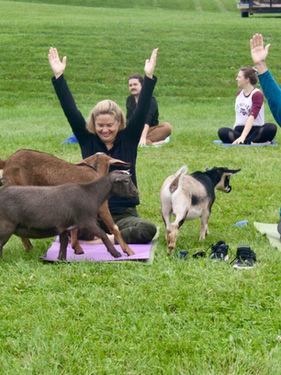 Goat yoga at Nittany Meadow Farm