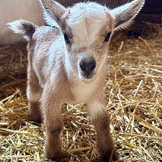 baby goat