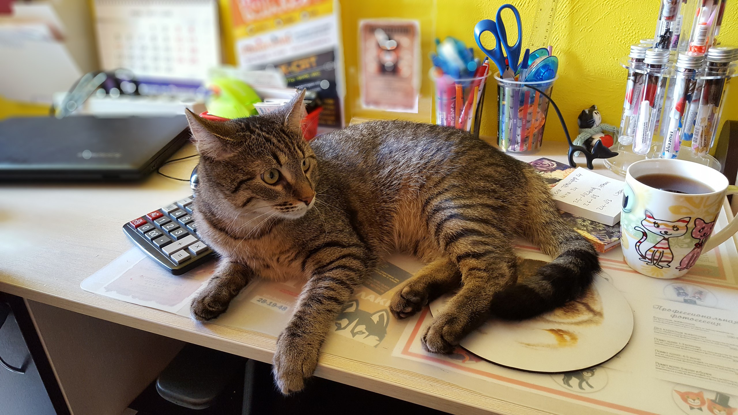 Котариум сургут. Котариум петрозаводск. Котариум игра. Котариум сургут сити. Котариум игра.