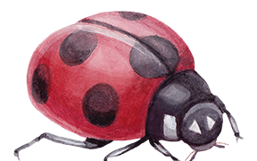 Ladybug
