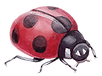 Ladybird icon