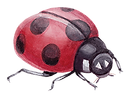 Ladybug