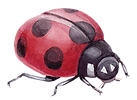Ladybug