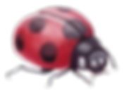 Marienkäfer