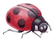 Ladybug