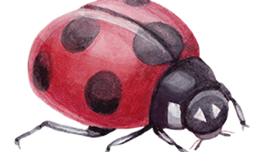 Ladybug