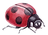 Ladybug
