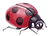 Ladybug