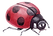 Ladybug