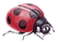 Ladybug