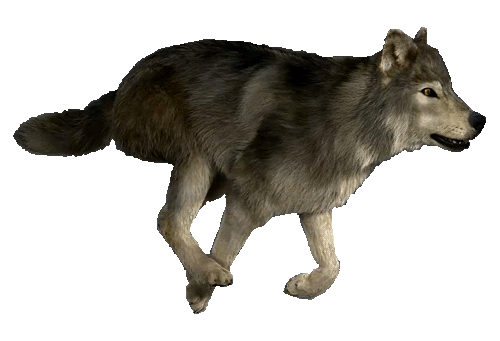 wolf-running-animated-gif.gif