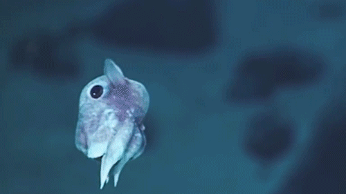 Dumbo+octopus+GIF (1).gif