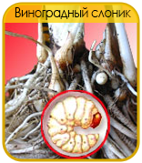 Виноградный Слоник