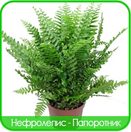 Nephrolepis