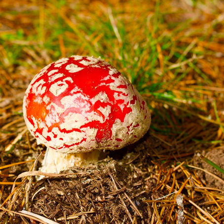 Izzyie Sandoz; “A Trip to the Button Shop”