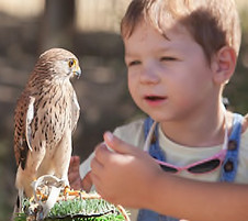 Boy n Kestrel.jpg
