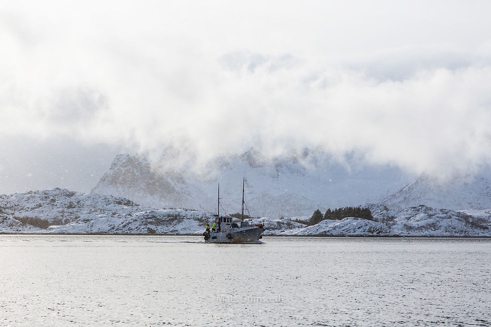 Fiskebåt i Lofoten