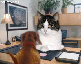 failed me for the last time cat.gif