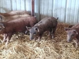 We're Pigging Out!