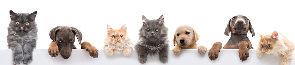 Além da Quimioterapia qual TRATAMENTO ONCOLÓGICO é indicado para pet?