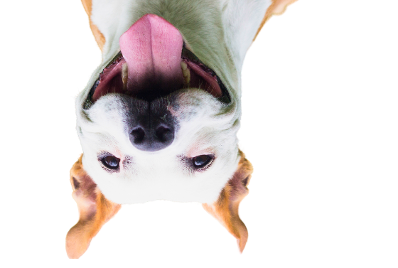 Quando Procurar um Oncologista Veterinário?