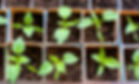 seedlings of bell pepper in cardboard boxes, near a window.jpg