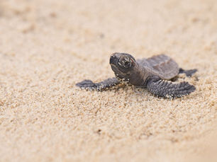 A baby turtle hatchling on a beach