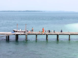 Island Life Newsletter: More Turtles than Guests
