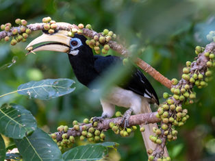 Hornbill on Cempedak Island