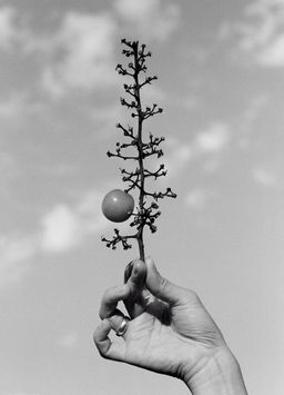 Nivard Thoes - "The Grapes Will Not Crush"