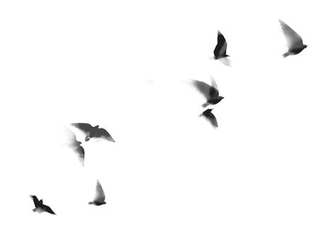 Ink-wash illustration of birds in flight from the book Inside the Floating City, rendered in soft black and grey tones with expansive white space.