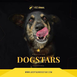 Dogstars - Fundación Voz Animal