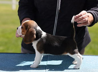 Lexiegirl-1_6wk.jpeg