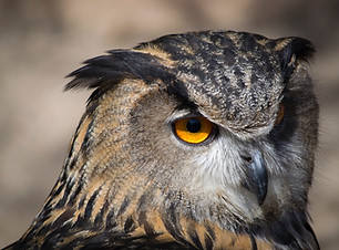 Close Up Owl