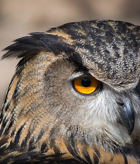Close Up Owl