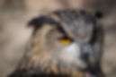 Close Up Owl