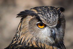 フクロウを閉じる