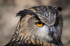 Close Up Owl