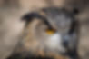 Close Up Owl
