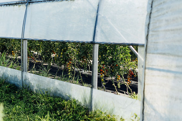 250721_ChefsInTheField-SharingFarm_NinaLaFlammePhotography_12.jpg