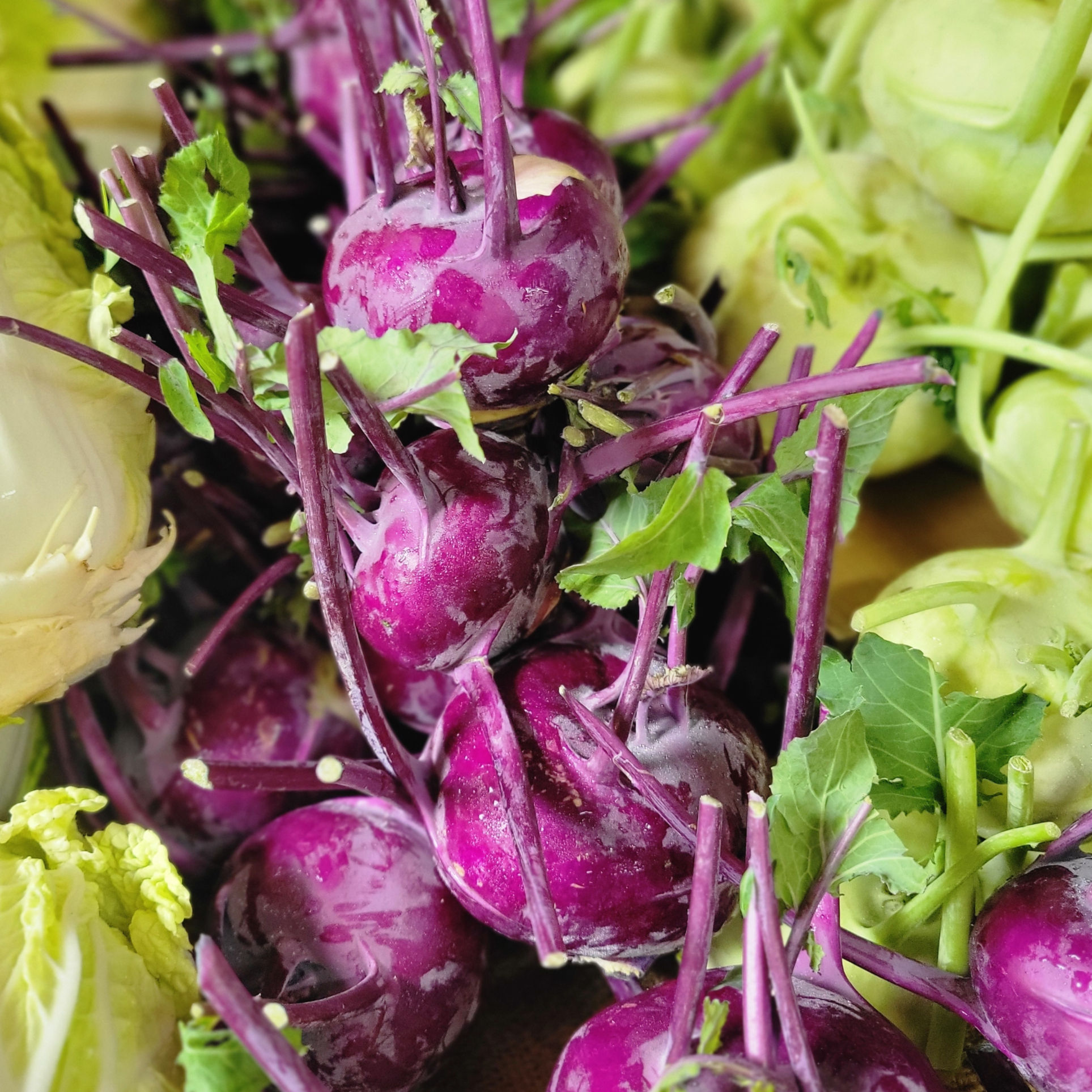 Kohlrabi, Purple