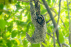 mammal-4953158_1280