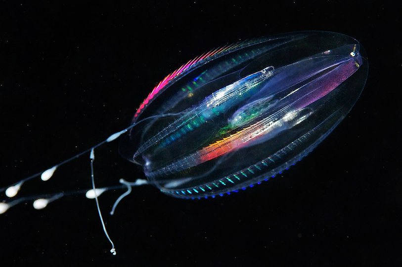 1024px-Ctenophora-Comb-jelly-Euplokamis-