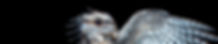 Frogmouth - IMG_6575 -James Dorey.jpg