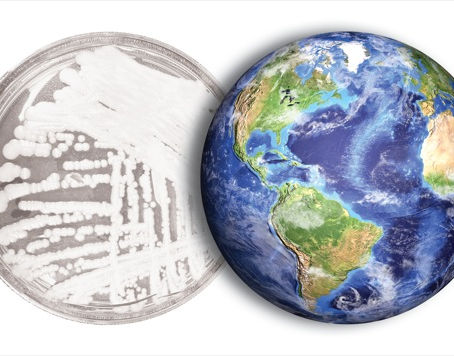 Candida auris - first discovered in 2009, now killing people all around the world