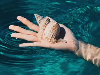 🐚 Comment laver ses coquillages : guide complet pour une préparation parfaite